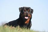 ROTTWEILER 595